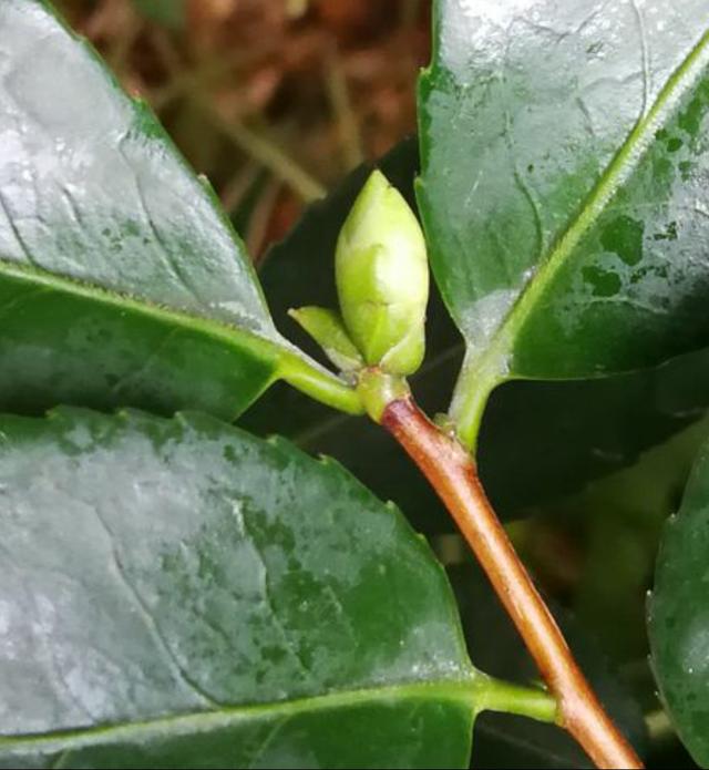 茶花有花苞了,养殖"四要素"做到位,冬春开花大又艳
