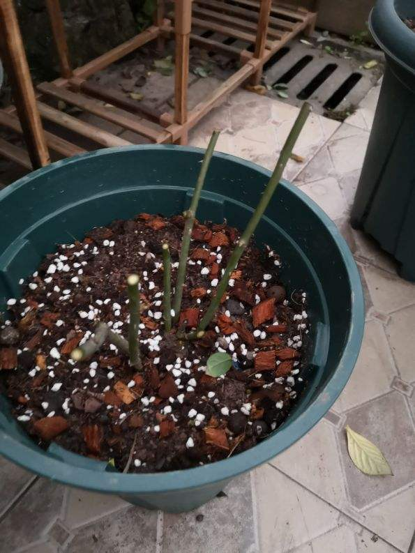 月季全年施肥方法收藏起来你肯定用得上