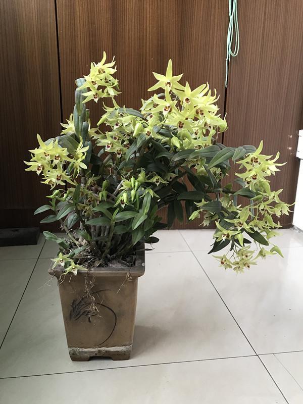 盆栽铁皮石斛好看又好养赏花又闻香想吃就剪你值得拥有