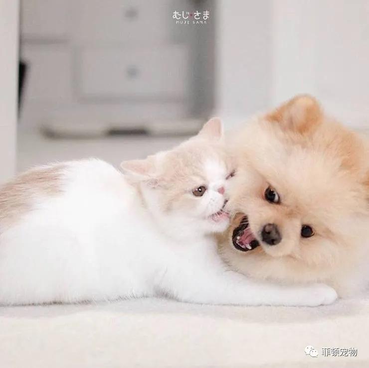 试问谁不想拥有这样一只粘人的小妖精?