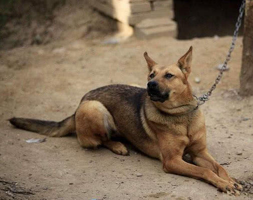 土狗每天五点出门,准时得像打卡上班一样,主人跟过去一看泪目了