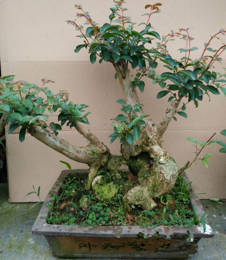 紫薇花|紫薇|紫薇树_新浪新闻