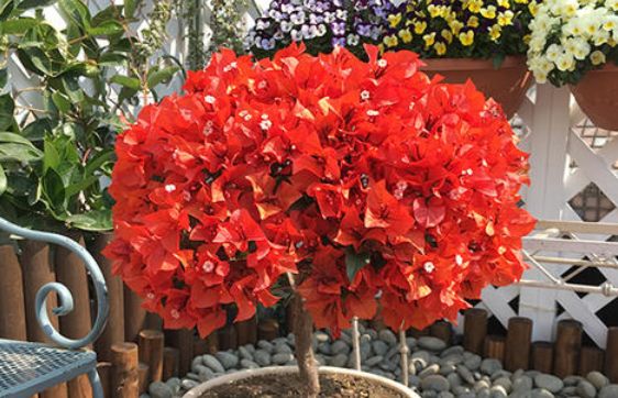 新手养花不如养盆花中精品热火桑巴娇艳欲滴清新喜悦