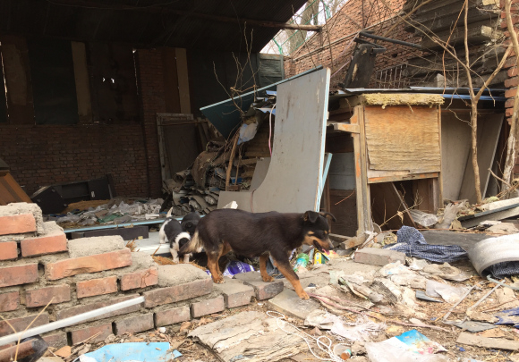 两只流浪狗在破房子生活,并且还有了孩子,它们生活很幸福