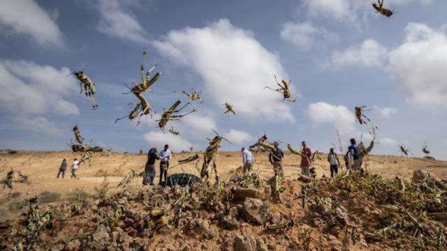 南美也闹蝗灾:阿根廷遭侵袭 巴西两州进入卫生紧急状态