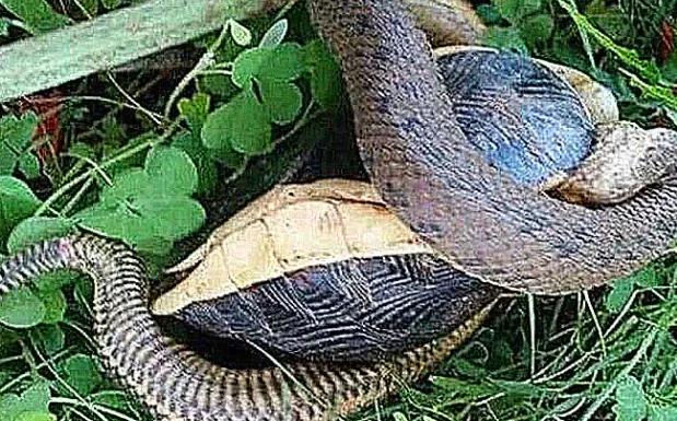 乌龟被大蛇缠住,以为死定了,结果把头伸出来后,来了个反杀