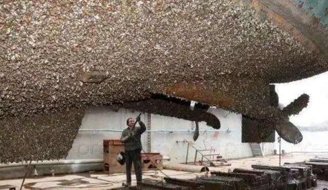 会被海洋生物寄生,而且金属船壳是藤壶以及牡蛎等贝类稳固的安家之所