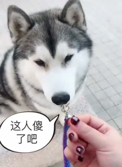 主人比心给哈士奇吃,吃了十多次,智商是硬伤!