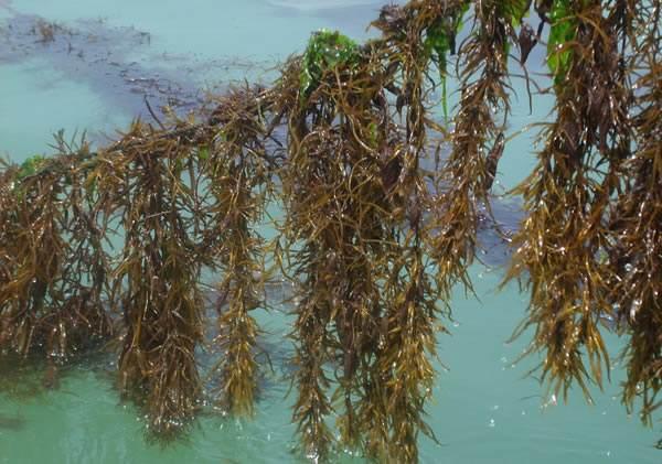 看着像枯叶,国人嫌弃,外国大量进口,还称它为长寿菜