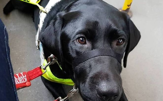 导盲犬上公交车,无知乘客驱赶谩骂:导盲犬哪有黑色的!