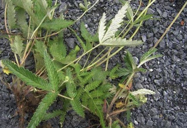 1种草生长在农村,人称"鸡腿根",块茎比老虎姜大,如今1斤30元