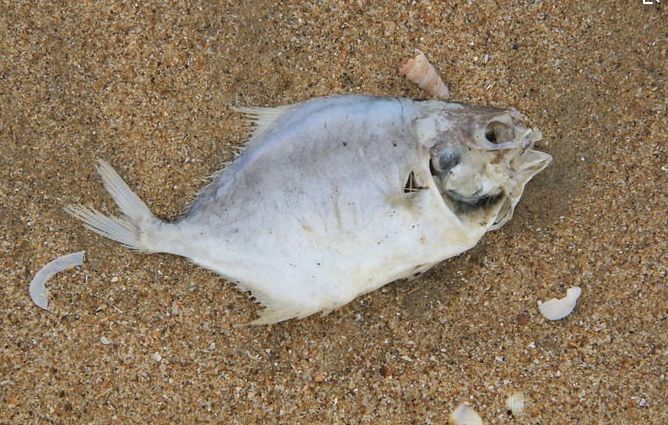 男子沙滩边发现死鱼, 细看眼珠后扔到水中却直呼: 被骗了|死鱼|眼珠|