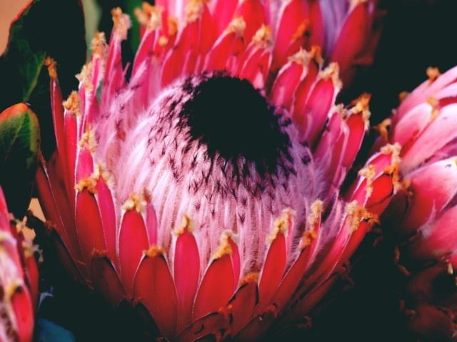 此花是胜利的象征也代表了家庭圆满和富贵的象征是花中之王