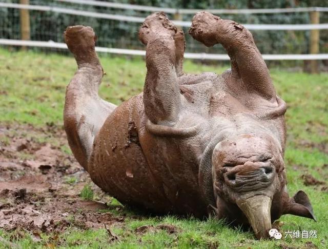 英一头黑犀牛为降温,在淤泥中四脚朝天打滚,像个小狗享受的样子