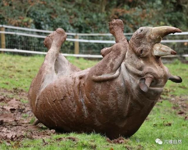 英一头黑犀牛为降温,在淤泥中四脚朝天打滚,像个小