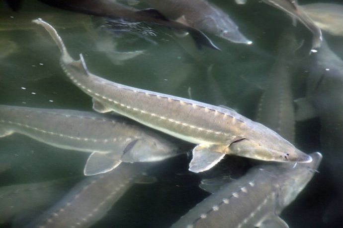 男子钓鱼发现水沟布满濒临灭绝尖嘴怪鱼, 细看后果断报警