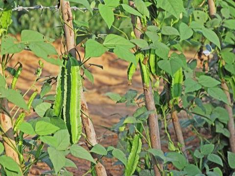 四棱豆栽培技术 掌握正确的技术 能收获高产丰收