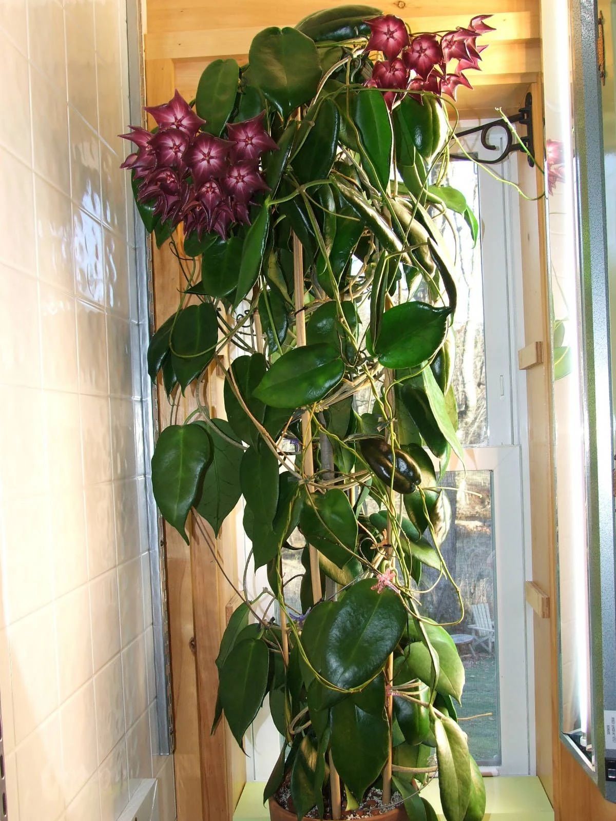 室内有阳光也能养开花的爬藤花卉看你家适合哪种都有详细介绍