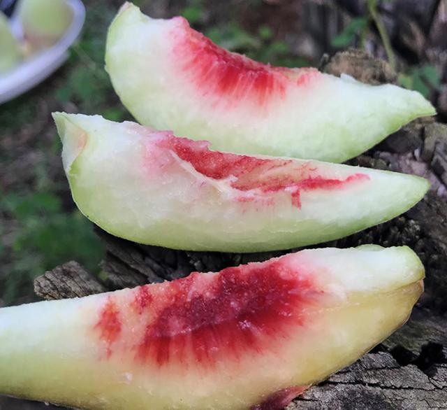 这种"嘟着嘴"的桃子,营养丰富,甜如蜂蜜,咬一口满嘴留香