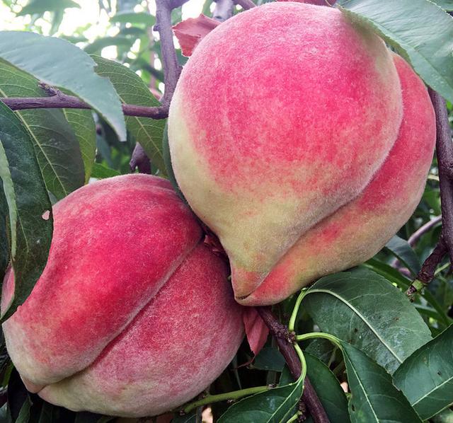 这种"嘟着嘴"的鹰嘴桃,甜如蜂蜜,咬一口满口蜜香,你吃过吗?|蜜桃|含铁