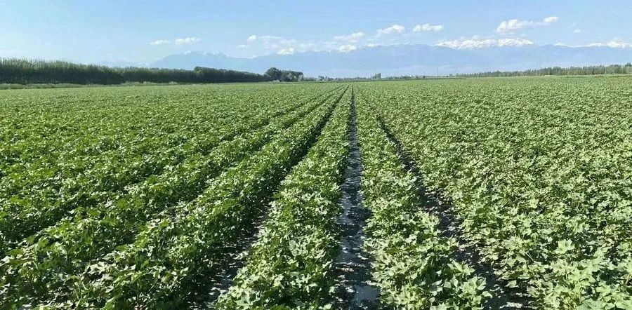 棉花人工打顶时间及打顶后田管建议