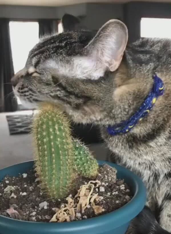 猫咪脖子痒没法挠,扑到仙人球上,一脸陶醉惹得人不解