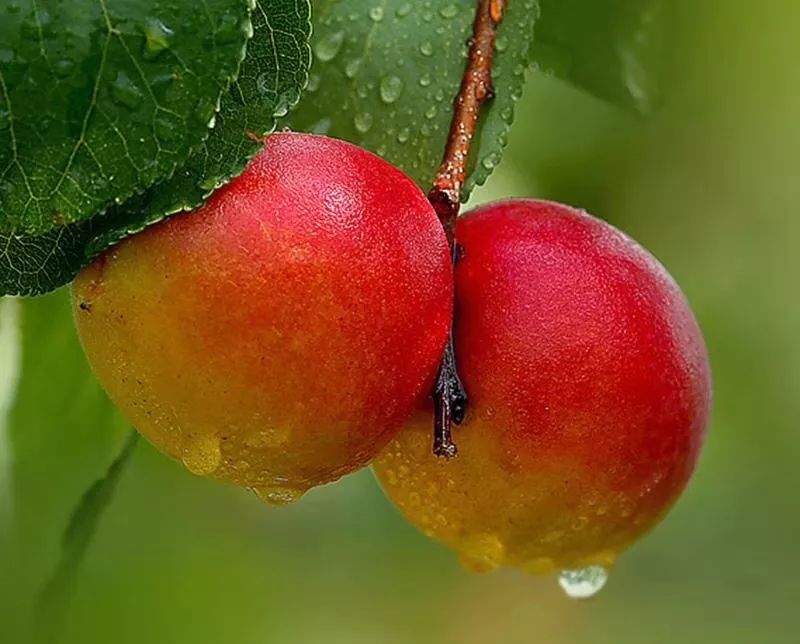 一年成熟一次的新疆小红杏终于就要来了软绵香甜一杏两吃