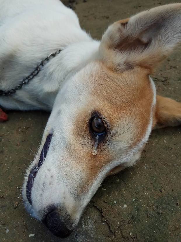 狗子遭遇陌生人下毒,躺在地上流下痛苦泪水,无助模样令人心酸