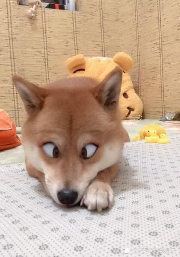 柴犬练成斗鸡眼,趴着相斗,网友一瞧笑喷 !