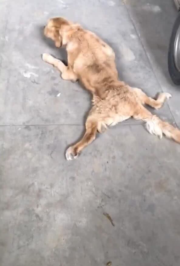 狗狗瘫痪扒着行走身心疲惫路人一瞧心疼