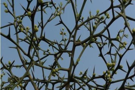 人称"防贼树"浑身是刺,果实似橘子味道酸涩,种子25元1斤