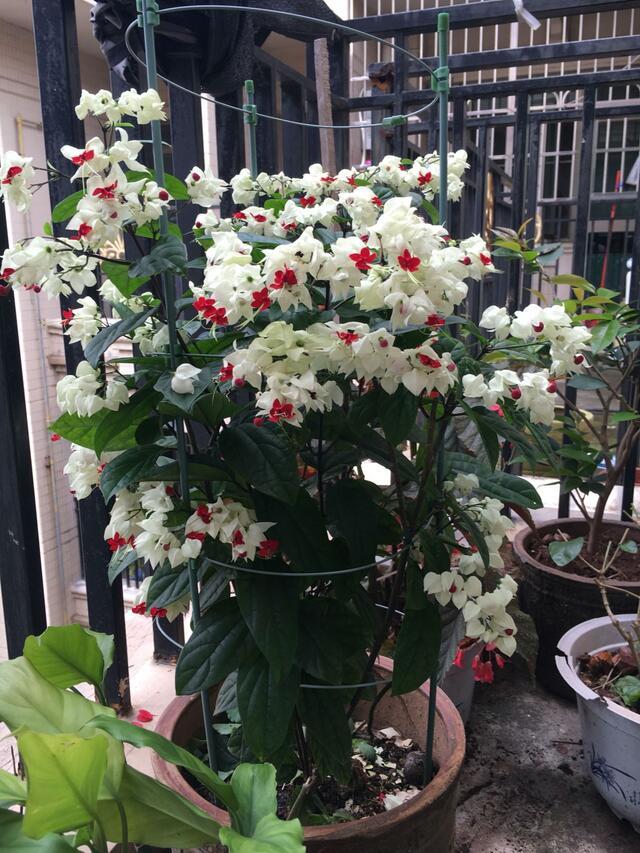 新手养花,不如养盆花中精品"龙吐珠",美轮美奂,淡雅清新