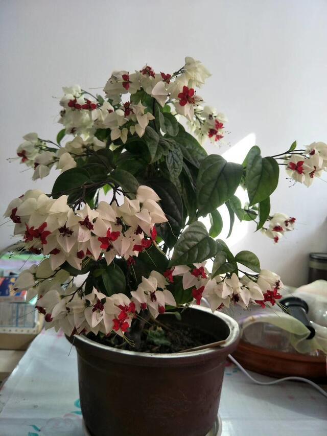 新手养花,不如养盆花中精品"龙吐珠",美轮美奂,淡雅清新|龙吐珠|盆栽