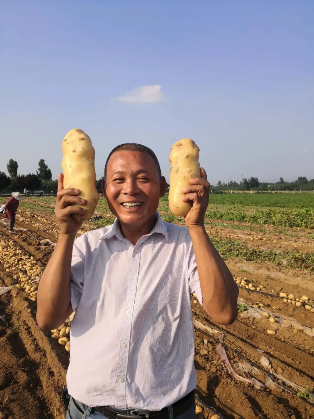 泰安大汶口的土豆丰收了!个头大得像手臂,像保温杯,像大面包.