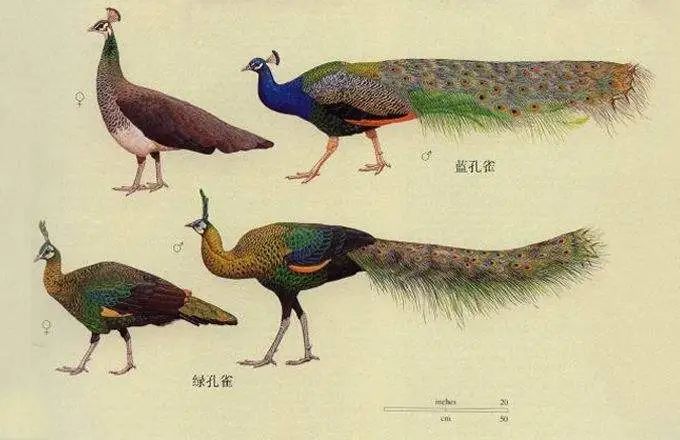 此外,雌雄鸟的区别也很明显蓝孔雀雄鸟华丽而雌鸟相对暗淡绿孔雀则