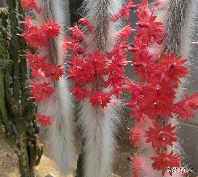 绚丽猴尾柱长得像猴尾巴一条尾巴能开几十朵超美又好养