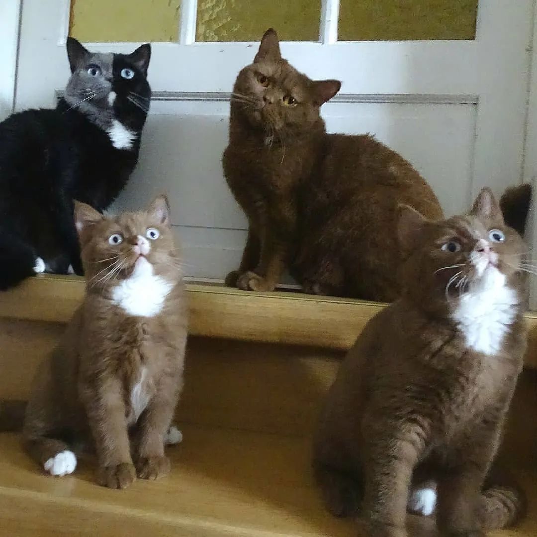 世界上最罕见的双面猫喜当爹幼崽精准遗传网友看出来是亲生的