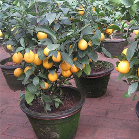 盆栽植物柠檬的养护方法