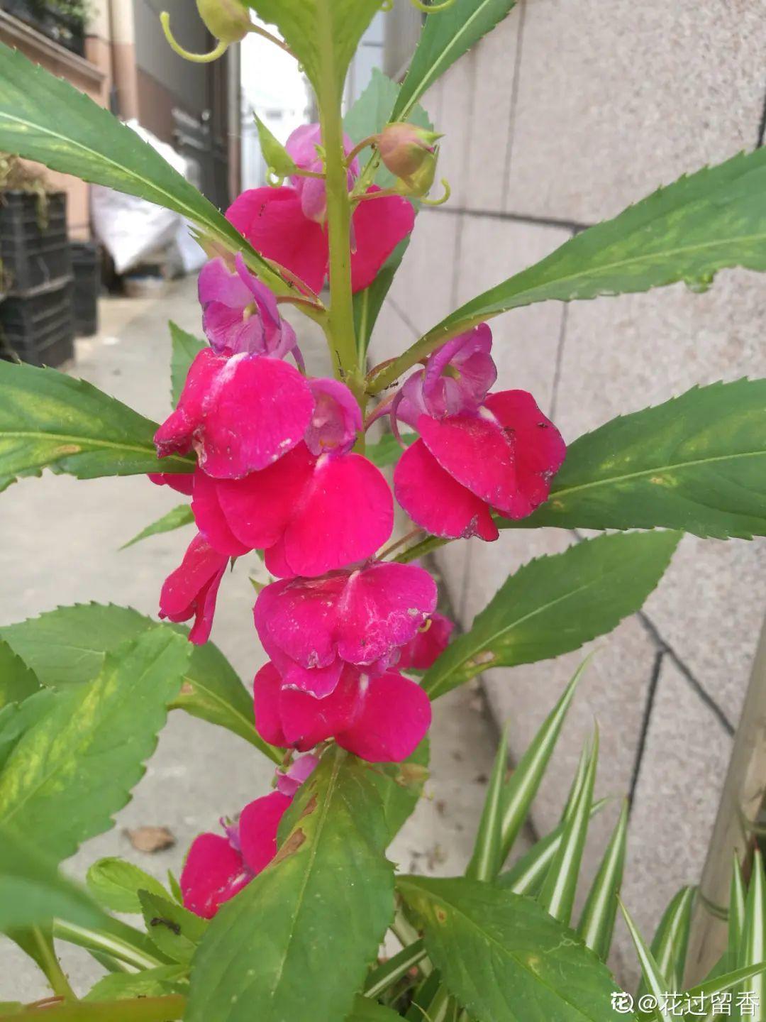 从名字方面就劝退了不少人,不过铁筷子开花还倒是挺美的,层层叠叠,像