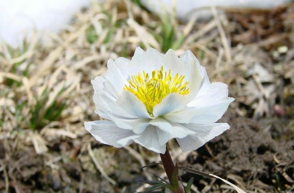 财富测试:选一朵最纯洁的雪莲,测你是会赚大钱还是会败家!