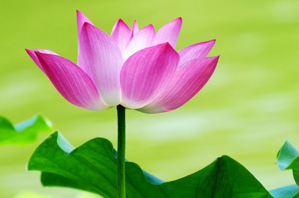 厚积薄发的属兔人尤其是63年的山林之兔认命放弃你就亏大了