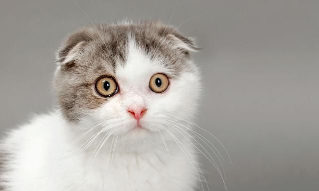 猫吃盐酸赛庚啶片增食欲