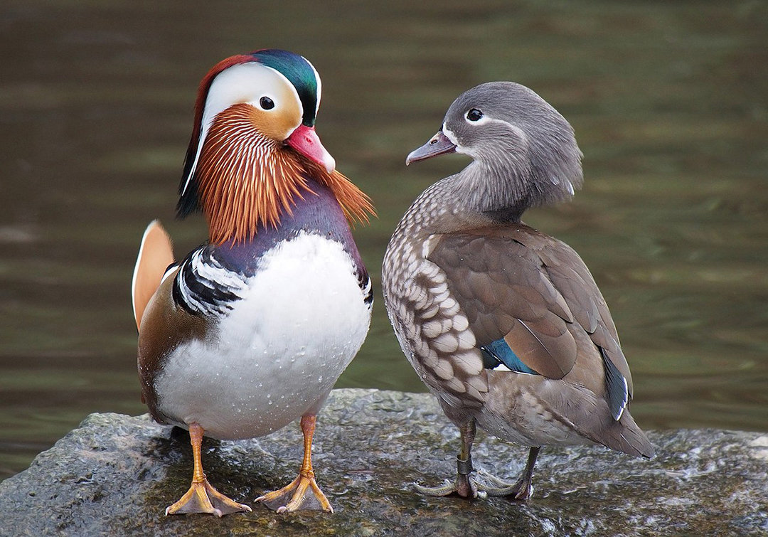 自然界中,为什么雄性大都比雌性漂亮,但人类女性却比男性漂亮?