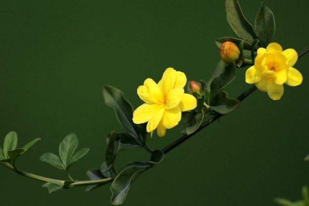 此花是春天的信使寓意着万物复苏也是美好青春的象征