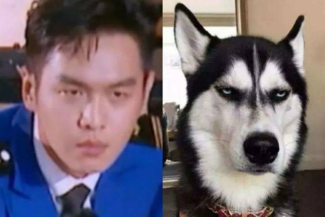 张雨绮活泼似鹦鹉,狗界女明星撞脸孟美岐,神态相似90%