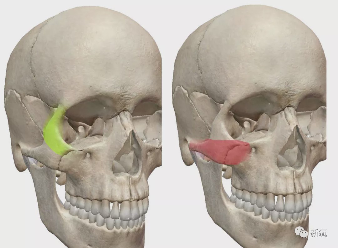 眼眶|鞠婧祎|发际线_新浪新闻