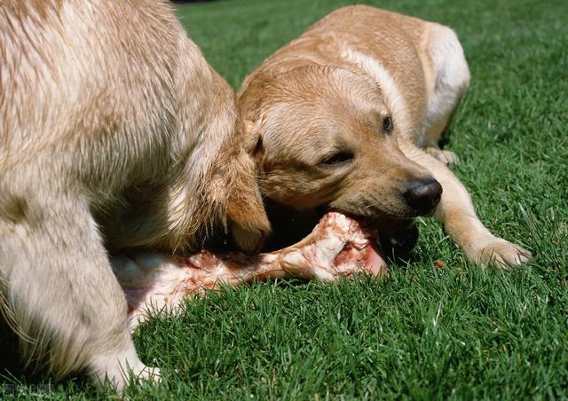 狗狗啃骨头的秘密,哪怕骨头没肉也喜欢
