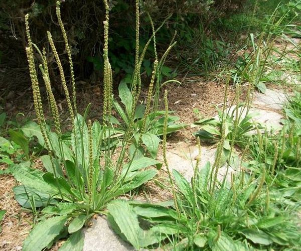 一味车前草养生大功效车前草的4大顶级妙用中医都夸赞