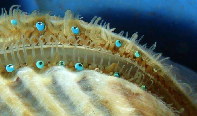扇贝真的是低级生物吗眼睛数量超过200只构造比人眼复杂