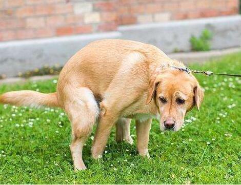 狗狗拉粑粑的几种姿势,代表着不同的意思,你家是哪种?